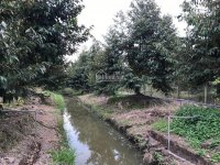bán trang trại sầu riêng 5 năm tuổi cai lậy