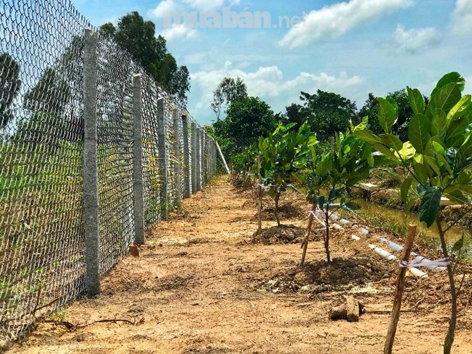 Bán vườn sầu riêng Ri 6, mít Thái, có nhà, thổ cư