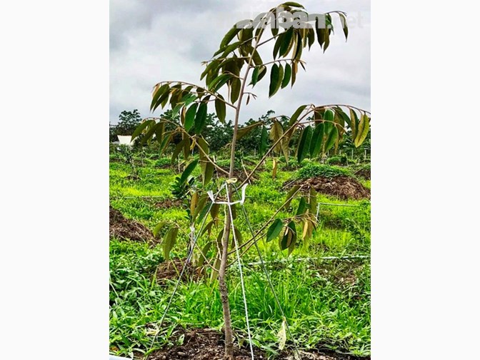 Bán vườn sầu riêng Ri 6, mít Thái, có nhà, thổ cư