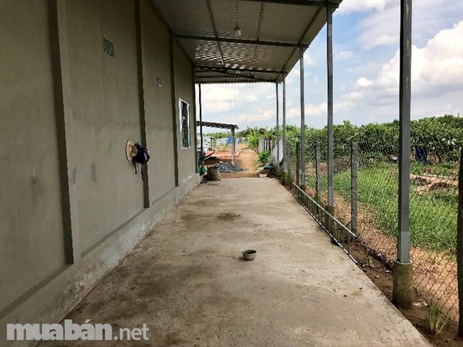 Bán vườn sầu riêng Ri 6, mít Thái, có nhà, thổ cư