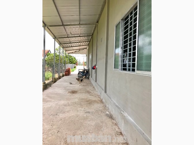 Bán vườn sầu riêng Ri 6, mít Thái, có nhà, thổ cư