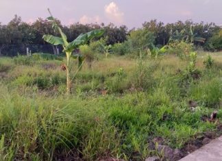Bán đất nền Ấp 1 Xã Đạo Thạnh, Thành phố Mỹ Tho, Tiền Giang Bán đất nền Ấp 1 Xã Đạo Thạnh, Thành phố Mỹ Tho, Tiền Giang