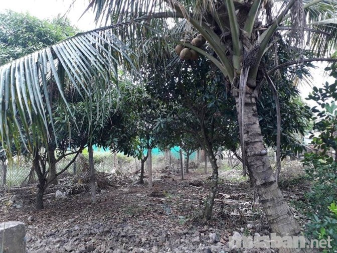 Bán 3 lô đất vườn tại Ấp 1, xã Đạo Thạnh, Mỹ Tho, tỉnh Tiền Giang