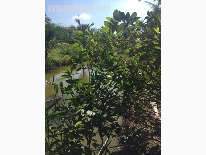 438m đất vườn ngay sau lưng bệnh viện đa khoa Tiền Giang sắp xây dựng.