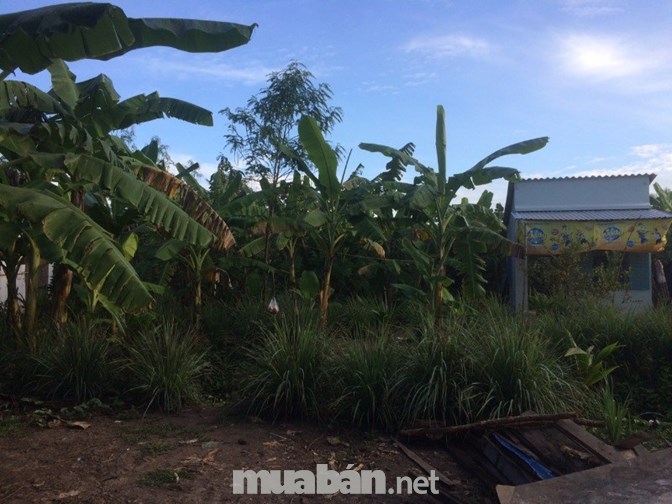 Cần bán đất MT Phước Thuận, Phước Thạnh, Mỹ Tho, Tiền Giang
