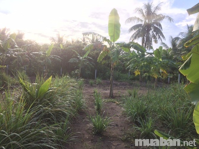 Cần bán đất MT Phước Thuận, Phước Thạnh, Mỹ Tho, Tiền Giang