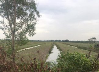 1,38hecta đường kênh Tây,Thạnh Tân,Tân Phước,Tiền Giang