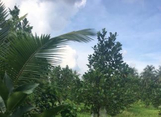 2công bưởi ấp Trung,Long Định,Châu Thành,Tiền Giang.