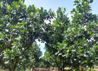 1,5hecta đường Tây kênh 2,Thạnh Tân,Tân Phước,Tiền Giang