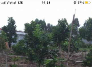 1,4hecta vườn đường 6 Ầu,Tân Lập 1,Tân Phước,Tiền Giang.Giá:10tỷ500tr.Lh:0961396877