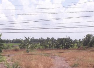 725m2 mặt tiền tỉnh lộ 865,Mỹ Phước Tây,huyện Cai Lậy,Tiền Giang